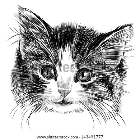 Cat sketch Stock Photos, Images, & Pictures | Shutterstock