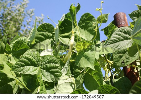 Jack And The Beanstalk Stock Photos, Images, & Pictures | Shutterstock