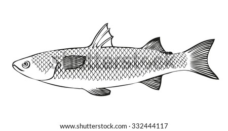 Mullet Stock Vectors & Vector Clip Art | Shutterstock