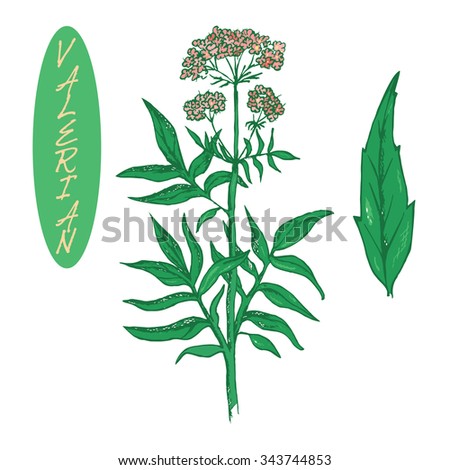 Valerian Stock Photos, Images, & Pictures | Shutterstock