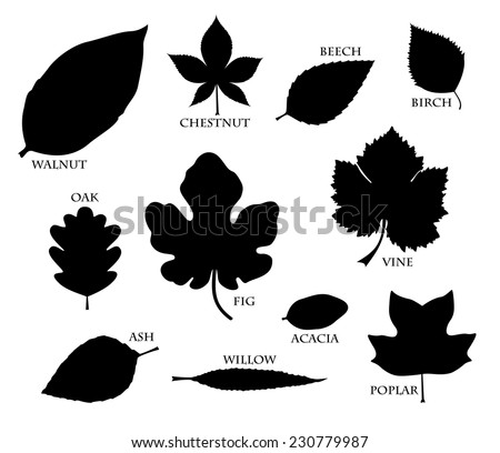 Willow Leaf Stock Photos, Images, & Pictures | Shutterstock