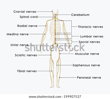 Spinal cord anatomy Stock Photos, Images, & Pictures | Shutterstock