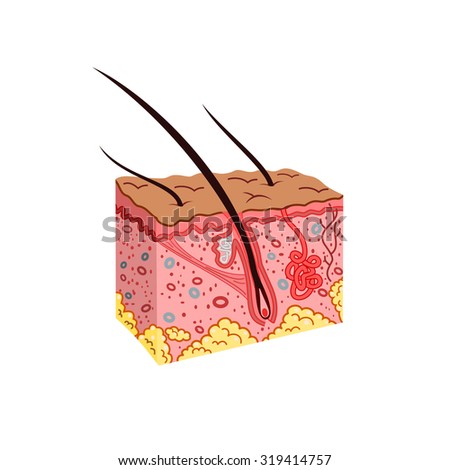 Skin Anatomy Stock Photos, Images, & Pictures | Shutterstock