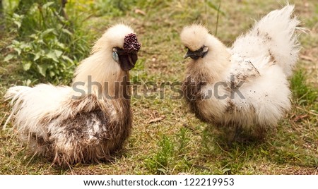 Silkie Chicken Stock Photos, Images, & Pictures | Shutterstock