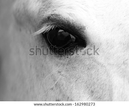 Horse Eye Stock Photos, Images, & Pictures | Shutterstock