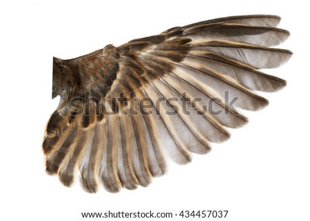 Birds Wing Anatomy Stock Photos, Images, & Pictures | Shutterstock