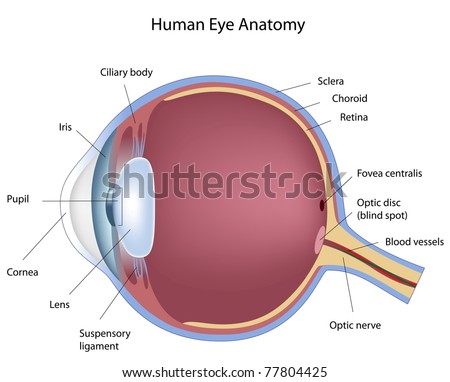 Human Eye Anatomy Stock Photos, Images, & Pictures | Shutterstock