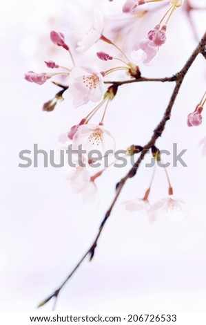 Sakura Tree Stock Photos, Images, & Pictures | Shutterstock