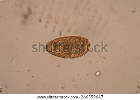 Trematodes Stock Photos, Images, & Pictures | Shutterstock