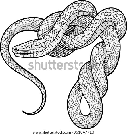 Snake Drawing Stock Photos, Images, & Pictures | Shutterstock