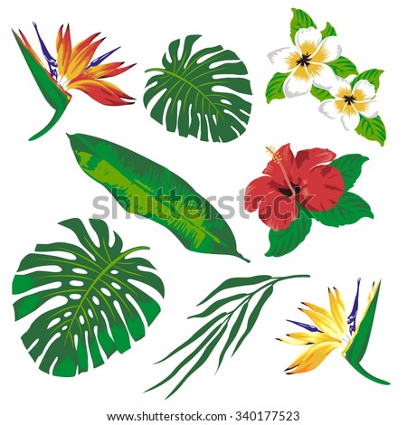 Tropical Plants Stock Photos, Images, & Pictures | Shutterstock