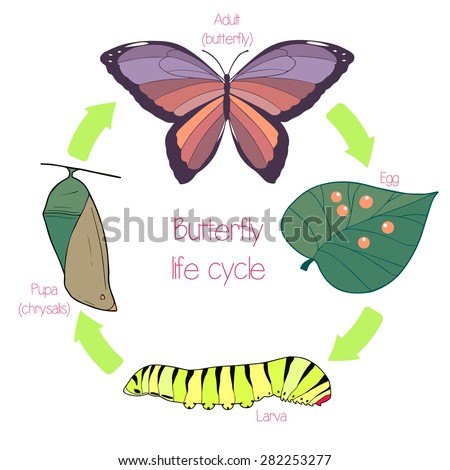 Butterfly life cycle - stock vector