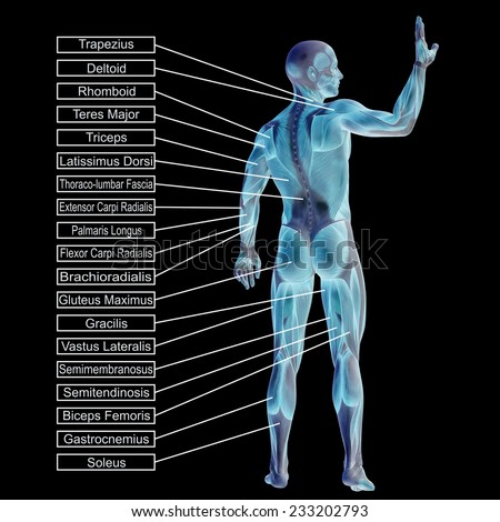 Latissimus dorsi Stock Photos, Images, & Pictures | Shutterstock