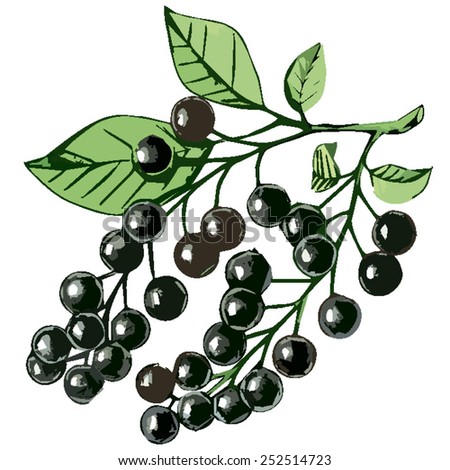Chokecherry Stock Photos, Images, & Pictures | Shutterstock