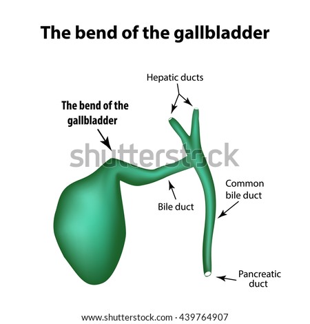 Gallbladder Stock Photos, Images, & Pictures | Shutterstock