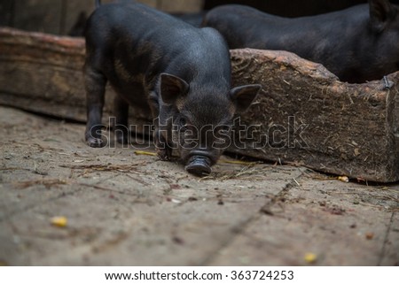 Pigsty Stock Photos, Images, & Pictures | Shutterstock