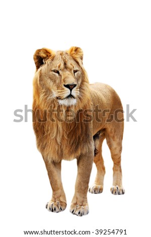 Standing lion Stock Photos, Images, & Pictures | Shutterstock