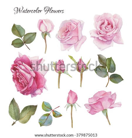 Watercolor Roses Stock Photos, Images, & Pictures | Shutterstock
