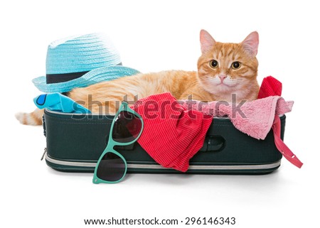 Cat With Suitcase Stock Photos, Images, & Pictures | Shutterstock