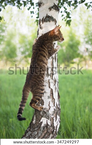 Climbing tree Stock Photos, Images, & Pictures | Shutterstock