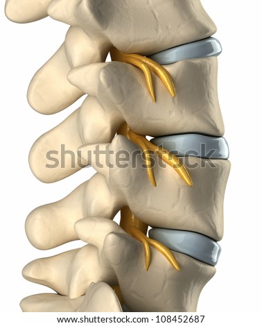 Osteophyte Formation Stock Photos, Images, & Pictures | Shutterstock