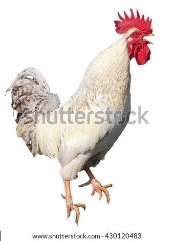 Cock-a-doodle-doo Stock Photos, Images, & Pictures | Shutterstock