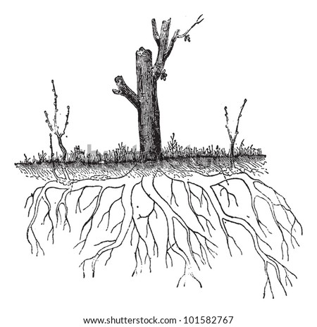 Adventitious roots Stock Photos, Images, & Pictures | Shutterstock