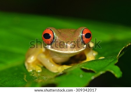 Big eyes Stock Photos, Images, & Pictures | Shutterstock