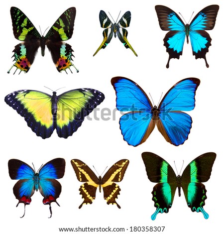 Exotic butterfly Stock Photos, Images, & Pictures | Shutterstock