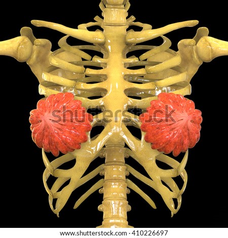 Mammary gland Stock Photos, Images, & Pictures | Shutterstock