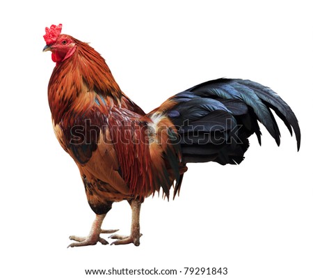 Male Chickens Stock Photos, Images, & Pictures | Shutterstock