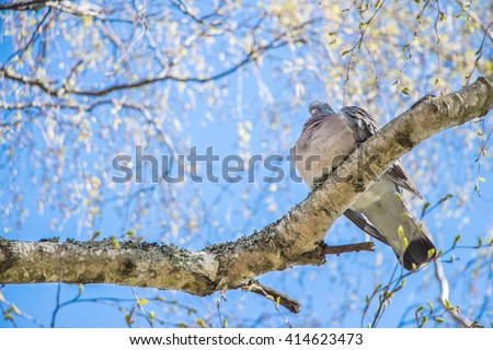 Perch Stock Photos, Images, & Pictures | Shutterstock