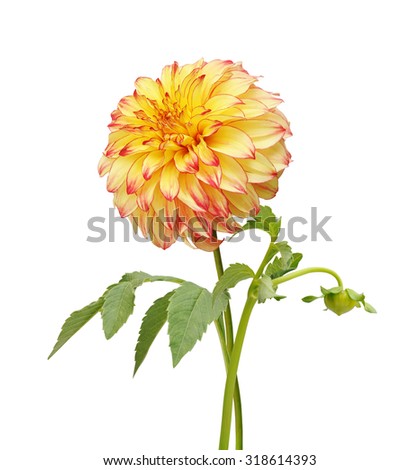 Dahlia Stock Photos, Images, & Pictures | Shutterstock