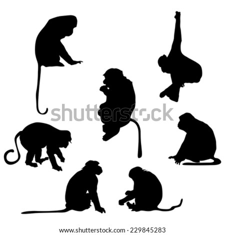 Marmoset Stock Vectors & Vector Clip Art | Shutterstock