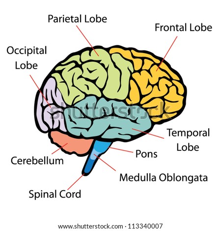 Human Brain Diagram Stock Photos, Images, & Pictures | Shutterstock