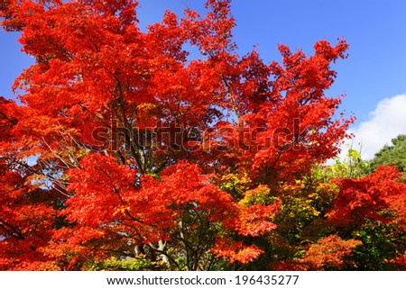 Maple Tree Stock Photos, Images, & Pictures | Shutterstock