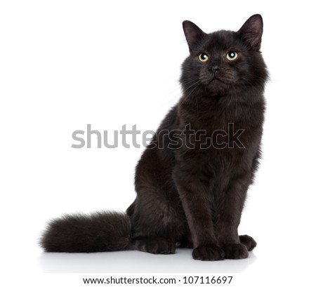 Black Cat Stock Photos, Images, & Pictures | Shutterstock