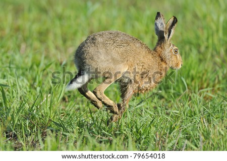 Rabbit Running Stock Photos, Images, & Pictures | Shutterstock