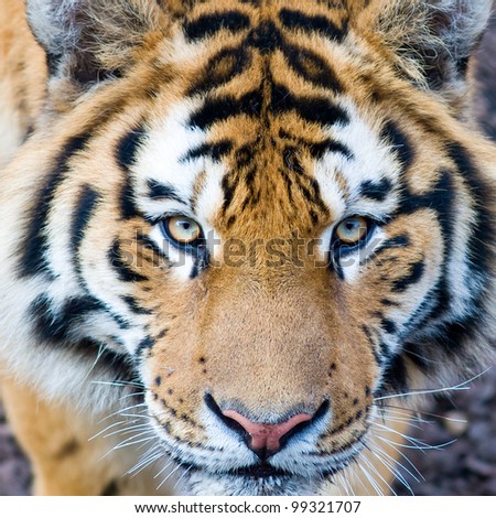 Tiger eyes Stock Photos, Images, & Pictures | Shutterstock