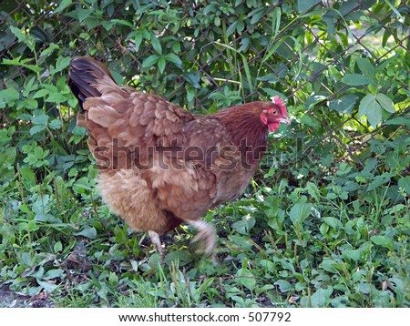 Chicken Scratch Stock Photos, Images, & Pictures | Shutterstock