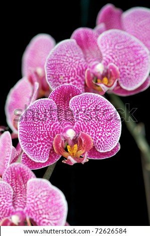 Doritaenopsis Stock Photos, Images, & Pictures | Shutterstock