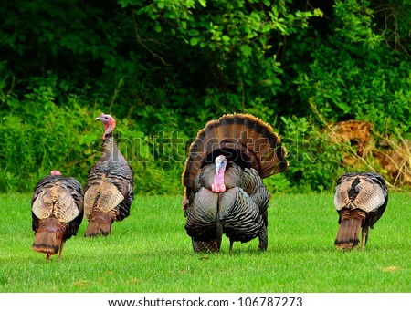 Wild Turkey Stock Photos, Images, & Pictures | Shutterstock