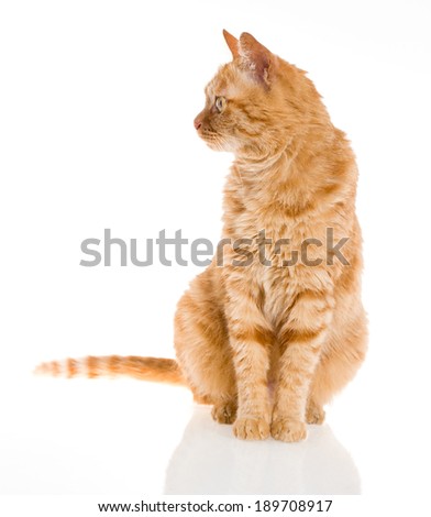 Cat Back Stock Photos, Images, & Pictures | Shutterstock