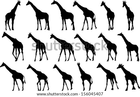 Giraffe Stock Photos, Images, & Pictures | Shutterstock