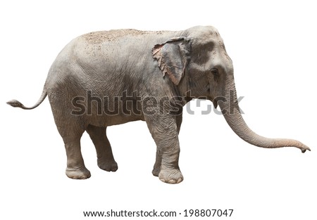 Thai elephant Stock Photos, Images, & Pictures | Shutterstock