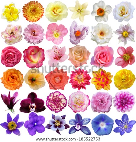 Periwinkle Flower Stock Photos, Images, & Pictures | Shutterstock