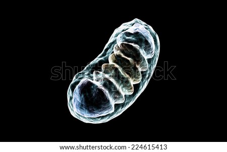 Mitochondria Stock Photos, Images, & Pictures | Shutterstock