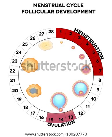 Menstrual Cycle Stock Photos, Images, & Pictures | Shutterstock