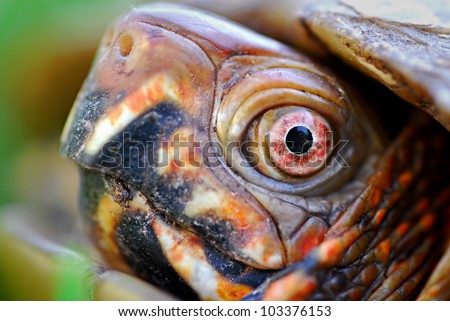 Extreme close up of Three-toed box turtle face and eyes (Terrapene ...