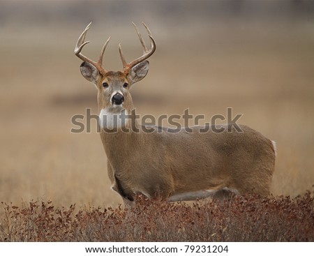 Buck Deer Stock Photos, Images, & Pictures | Shutterstock